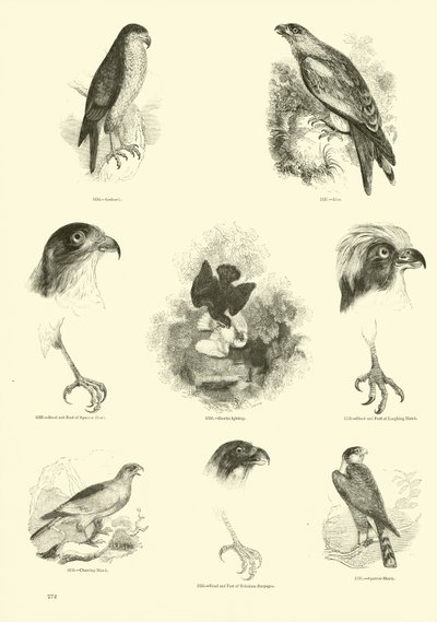Side fra The Pictorial Museum of Animated Nature af English School