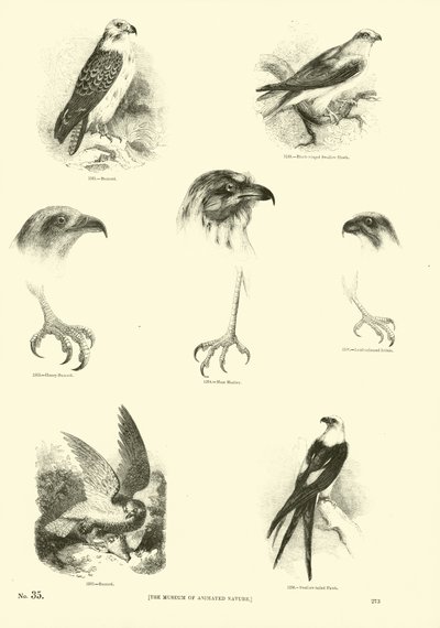 Side fra The Pictorial Museum of Animated Nature af English School