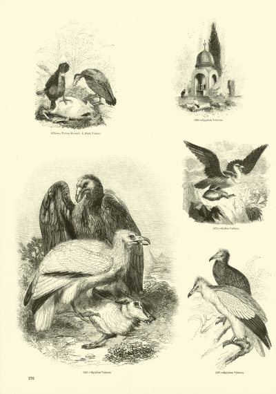Side fra The Pictorial Museum of Animated Nature af English School