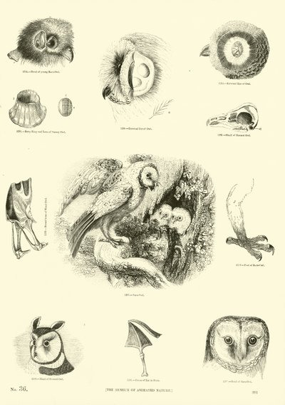 Side fra The Pictorial Museum of Animated Nature af English School