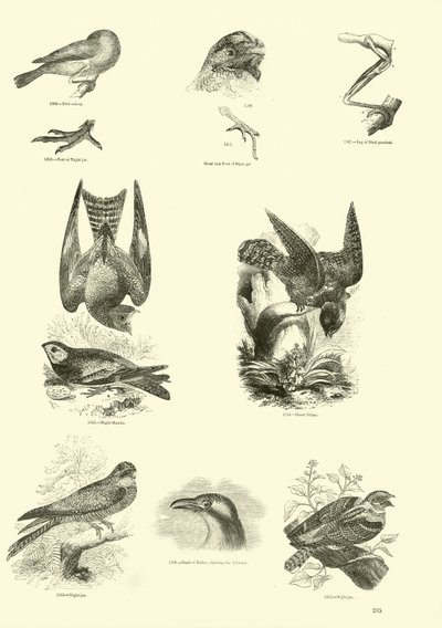 Side fra The Pictorial Museum of Animated Nature af English School