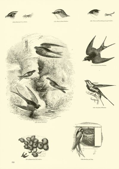 Side fra The Pictorial Museum of Animated Nature af English School