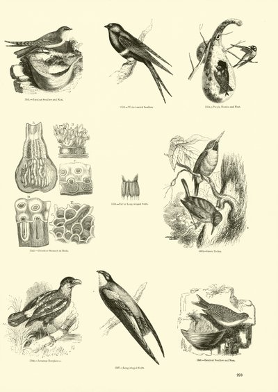 Side fra The Pictorial Museum of Animated Nature af English School