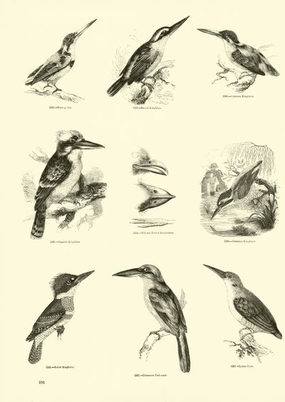 Side fra The Pictorial Museum of Animated Nature af English School
