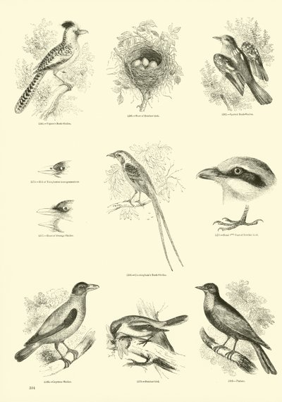 Side fra The Pictorial Museum of Animated Nature af English School
