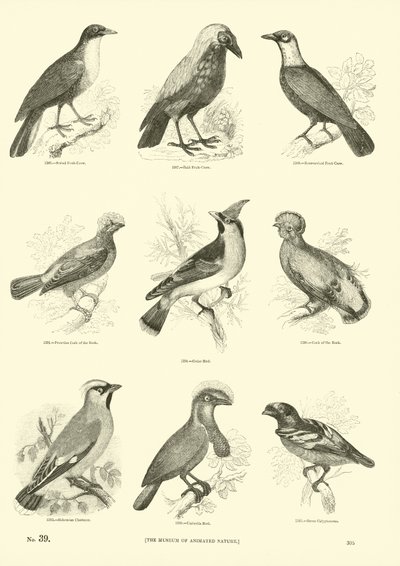 Side fra The Pictorial Museum of Animated Nature af English School