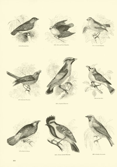 Side fra The Pictorial Museum of Animated Nature af English School