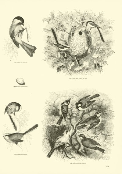 Side fra The Pictorial Museum of Animated Nature af English School