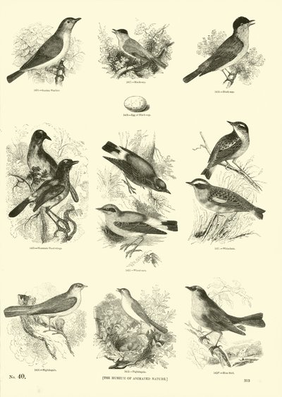 Side fra The Pictorial Museum of Animated Nature af English School