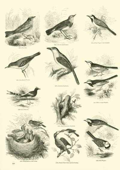 Side fra The Pictorial Museum of Animated Nature af English School