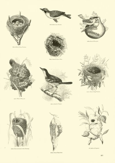 Side fra The Pictorial Museum of Animated Nature af English School