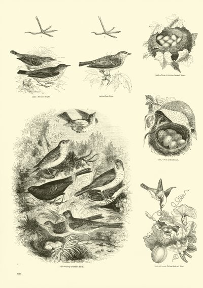 Side fra The Pictorial Museum of Animated Nature af English School
