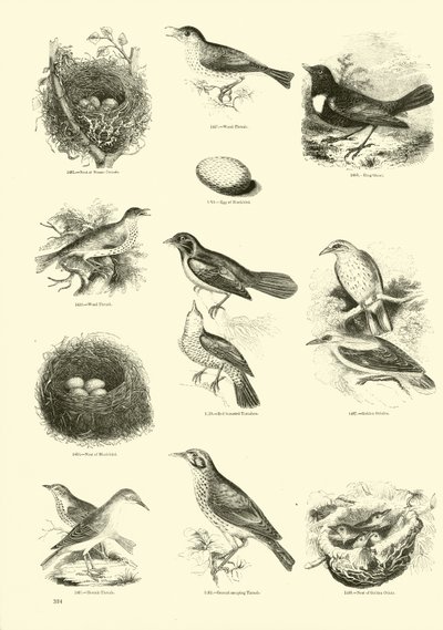 Side fra The Pictorial Museum of Animated Nature af English School