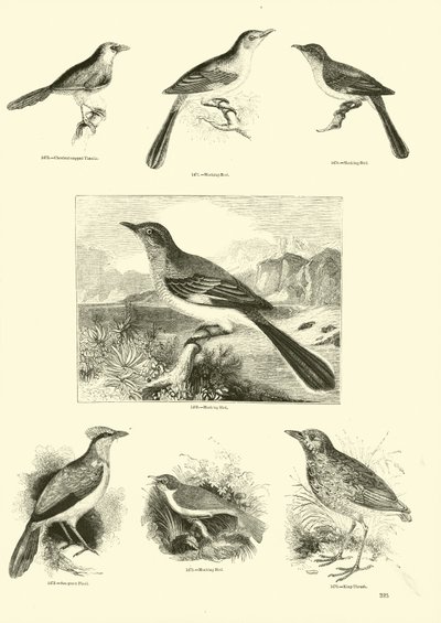 Side fra The Pictorial Museum of Animated Nature af English School