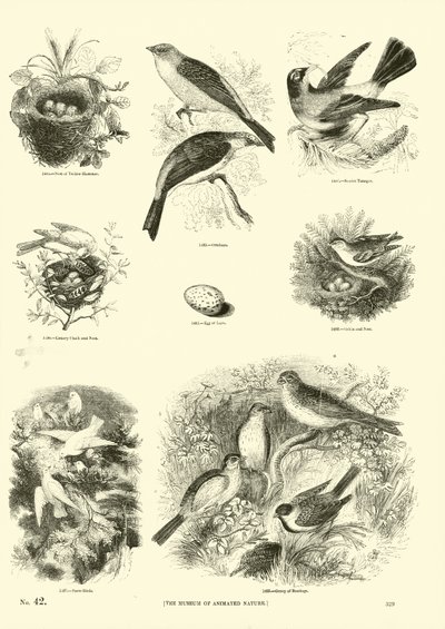 Side fra The Pictorial Museum of Animated Nature af English School
