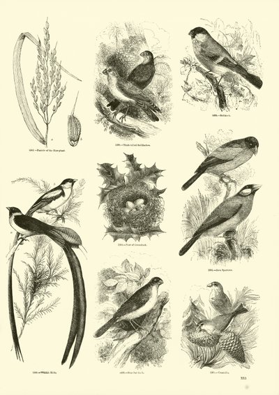 Side fra The Pictorial Museum of Animated Nature af English School