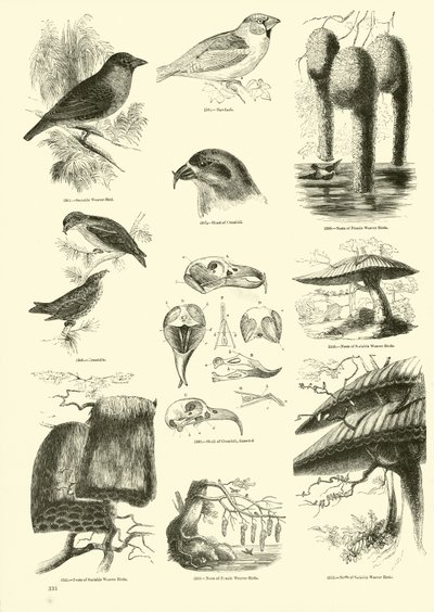 Side fra The Pictorial Museum of Animated Nature af English School