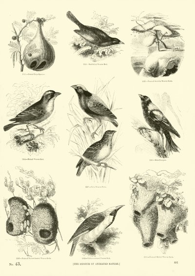 Side fra The Pictorial Museum of Animated Nature af English School
