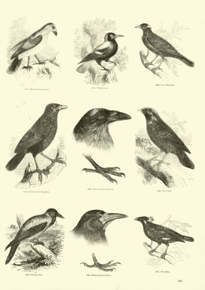 Side fra The Pictorial Museum of Animated Nature af English School
