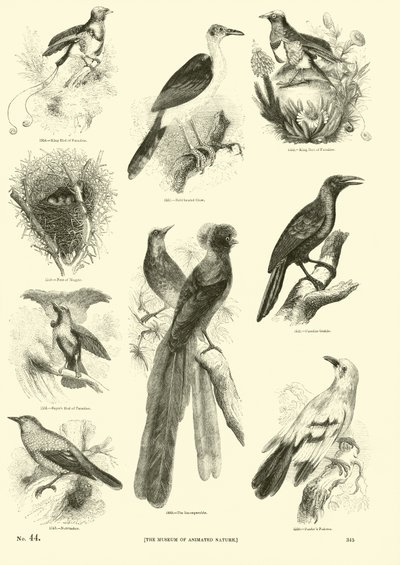 Side fra The Pictorial Museum of Animated Nature af English School
