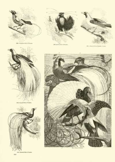 Side fra The Pictorial Museum of Animated Nature af English School