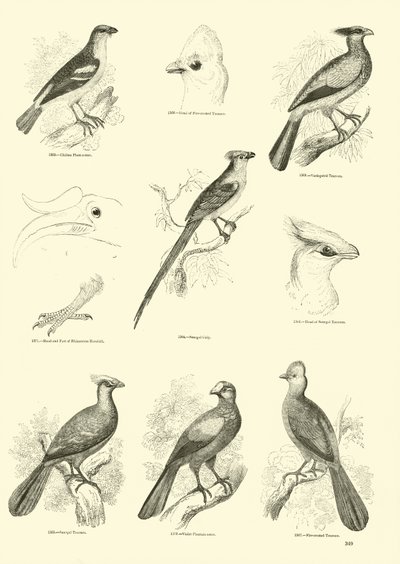 Side fra The Pictorial Museum of Animated Nature af English School