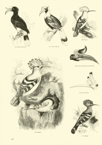 Side fra The Pictorial Museum of Animated Nature af English School