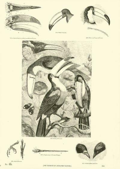 Side fra The Pictorial Museum of Animated Nature af English School