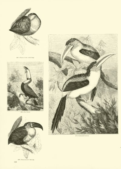 Side fra The Pictorial Museum of Animated Nature af English School
