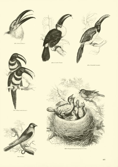 Side fra The Pictorial Museum of Animated Nature af English School