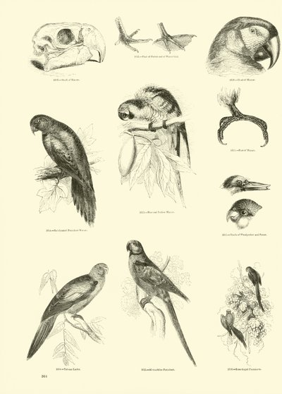 Side fra The Pictorial Museum of Animated Nature af English School