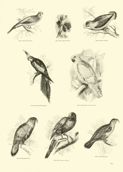 Side fra The Pictorial Museum of Animated Nature af English School