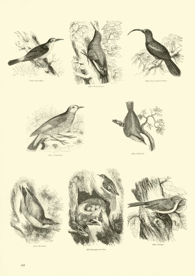 Side fra The Pictorial Museum of Animated Nature af English School
