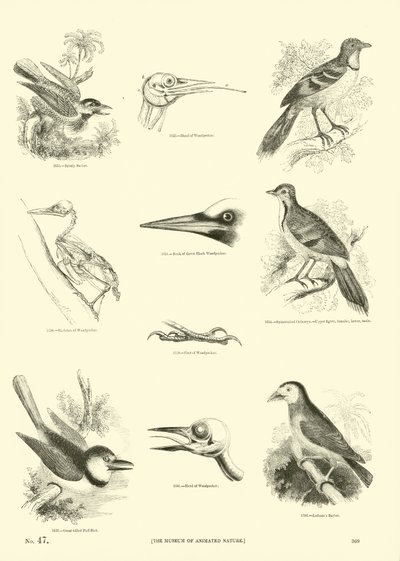 Side fra The Pictorial Museum of Animated Nature af English School