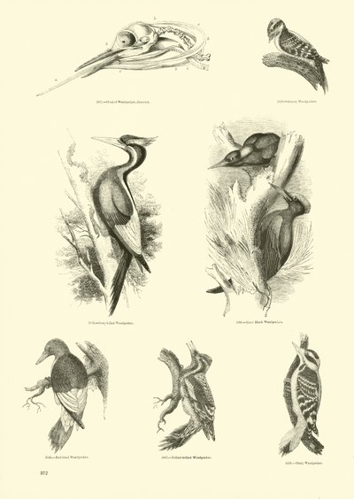 Side fra The Pictorial Museum of Animated Nature af English School