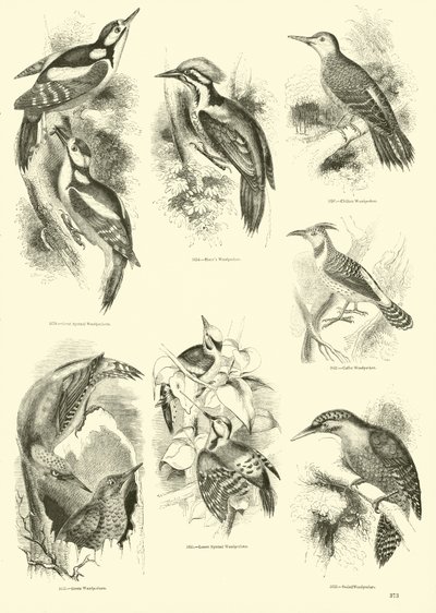 Side fra The Pictorial Museum of Animated Nature af English School