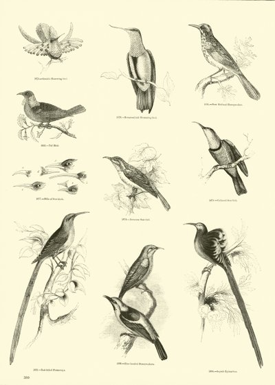 Side fra The Pictorial Museum of Animated Nature af English School