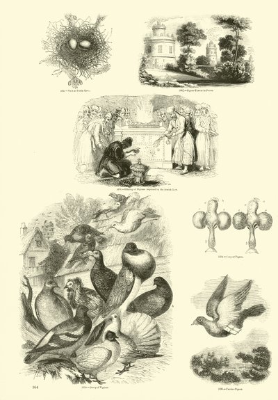 Side fra The Pictorial Museum of Animated Nature af English School