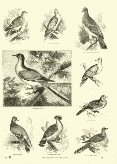 Side fra The Pictorial Museum of Animated Nature af English School