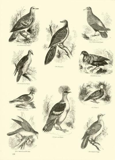 Side fra The Pictorial Museum of Animated Nature af English School