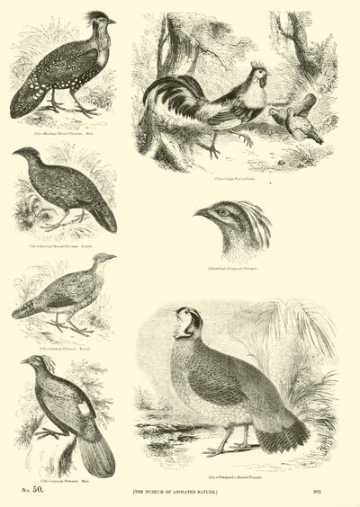 Side fra The Pictorial Museum of Animated Nature af English School
