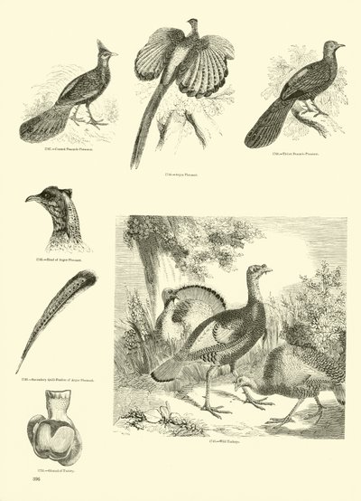 Side fra The Pictorial Museum of Animated Nature af English School