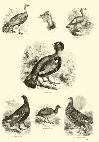 Side fra The Pictorial Museum of Animated Nature af English School