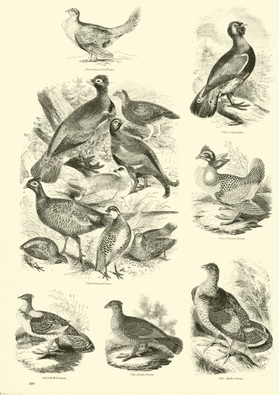 Side fra The Pictorial Museum of Animated Nature af English School
