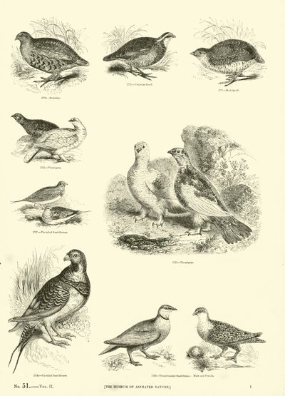 Side fra The Pictorial Museum of Animated Nature af English School
