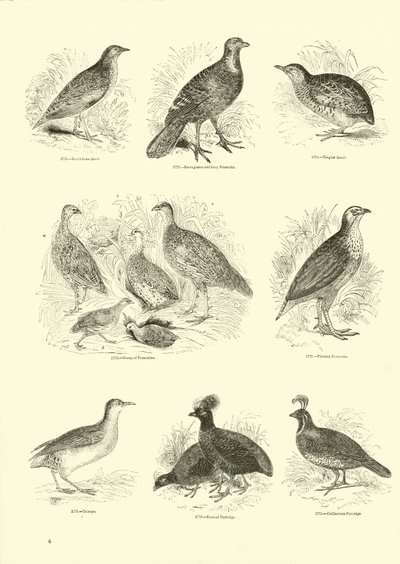 Side fra The Pictorial Museum of Animated Nature af English School