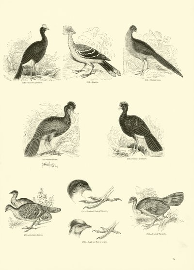 Side fra The Pictorial Museum of Animated Nature af English School
