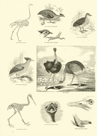 Side fra The Pictorial Museum of Animated Nature af English School