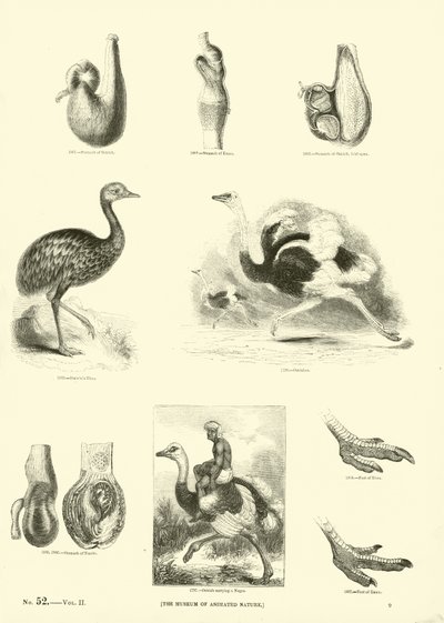 Side fra The Pictorial Museum of Animated Nature af English School
