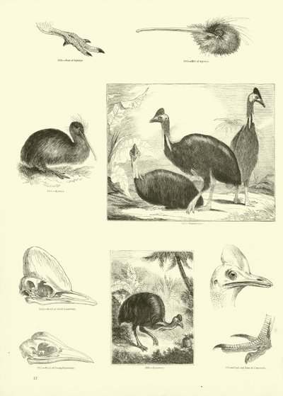 Side fra The Pictorial Museum of Animated Nature af English School